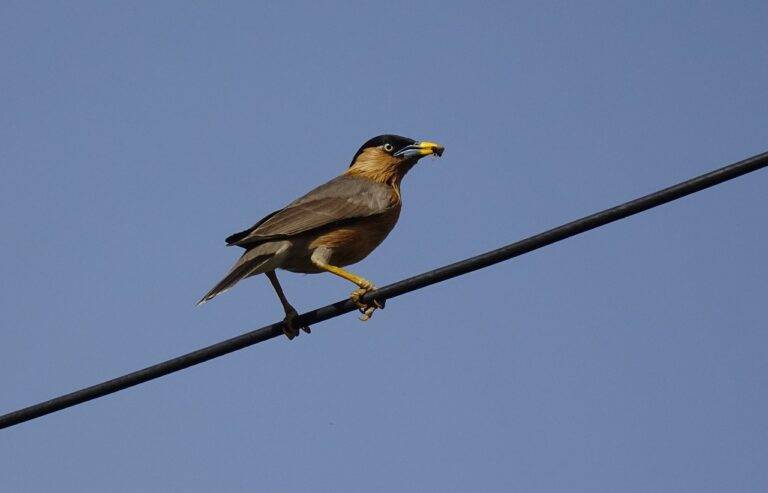 The Role of Political Parties in Shaping Voter Preferences